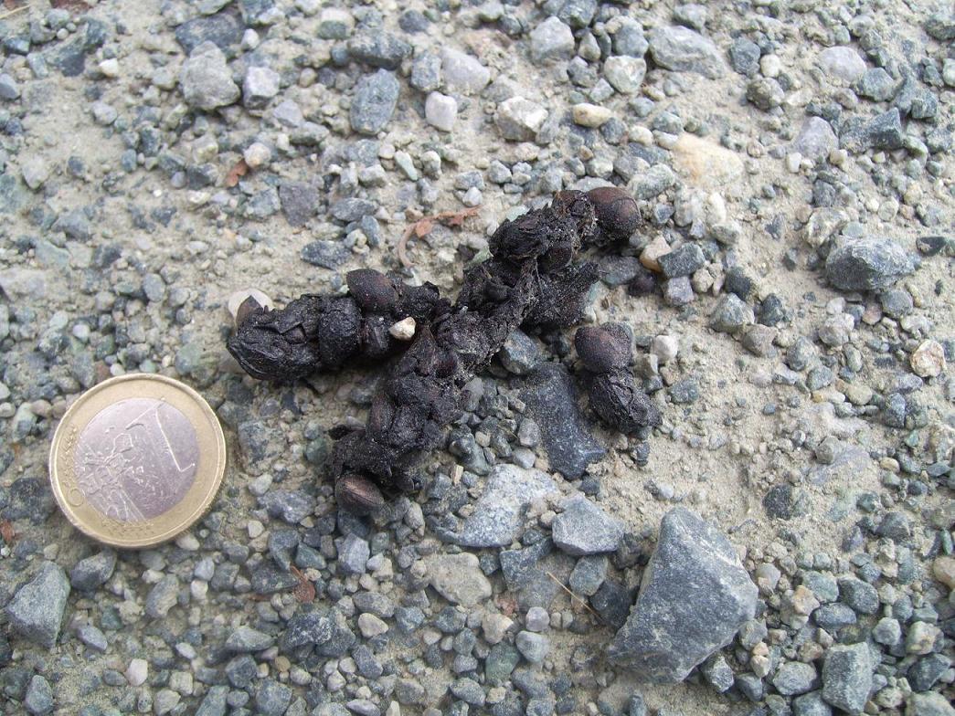 Cacchette da identificare